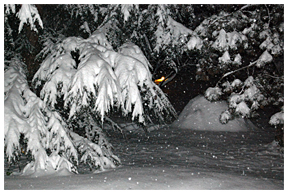 BICCHIERATA SOTTO L’ALBERO